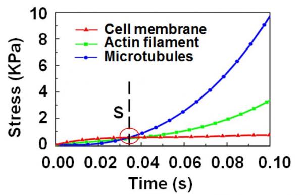 图4 细胞膜应力分段效应仿真计算（S点为应力分段点）【红绿蓝曲线分别为细胞膜、肌动蛋白丝、微管的应力曲线】.jpg